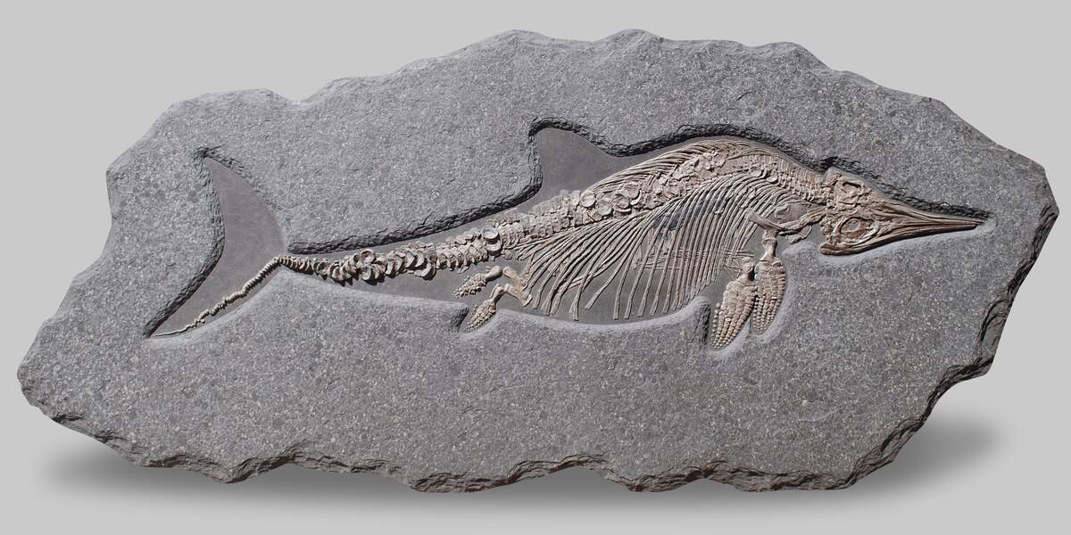 Stenopterygius Fosili