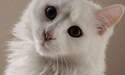 Vancat Umut (Beyaz bir kedi)