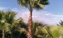 Palmiye Ağacı