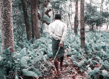 hindistanda 37 yıl sonra orman olan alan