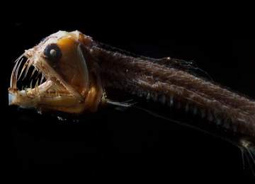 Chauliodus