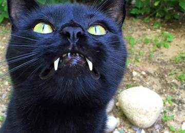 Vampir Dişli Kedi