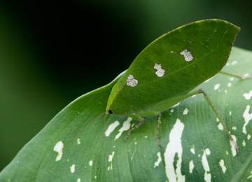 leaf katydid