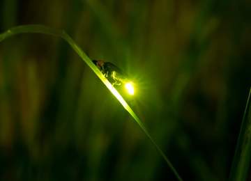 Işık yayan bir ateş böceği