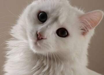 Vancat Umut (Beyaz bir kedi)
