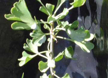 Ginkgo biloba bitkisinin ilk yılları