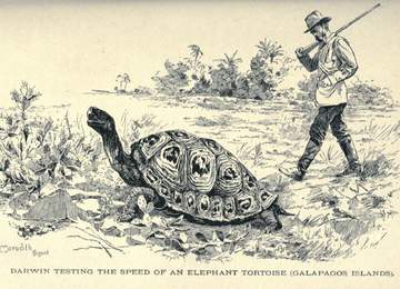 darwin ve galapagos adaları 2d çizim