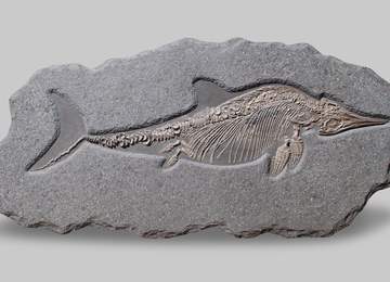 Stenopterygius Fosili