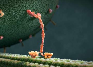 Kinesin Protein