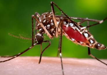 Sivrisinek kan emerken