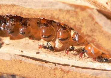 Bal Karıncaları