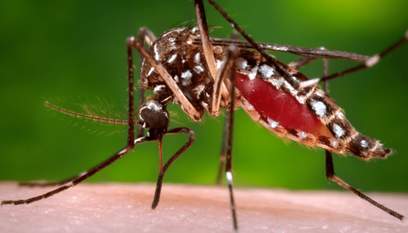 karincalarin olum cemberi nedir bilgeyik karincalarin olum cemberi nedir bilgeyik