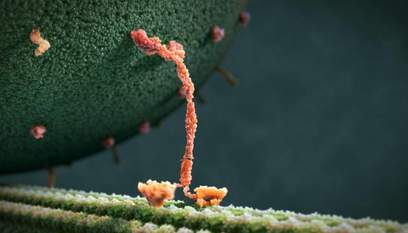 karincalarin olum cemberi nedir bilgeyik