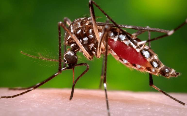 Sivrisinek kan emerken