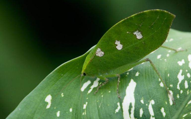 leaf katydid