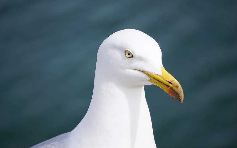 Albatros kuşu